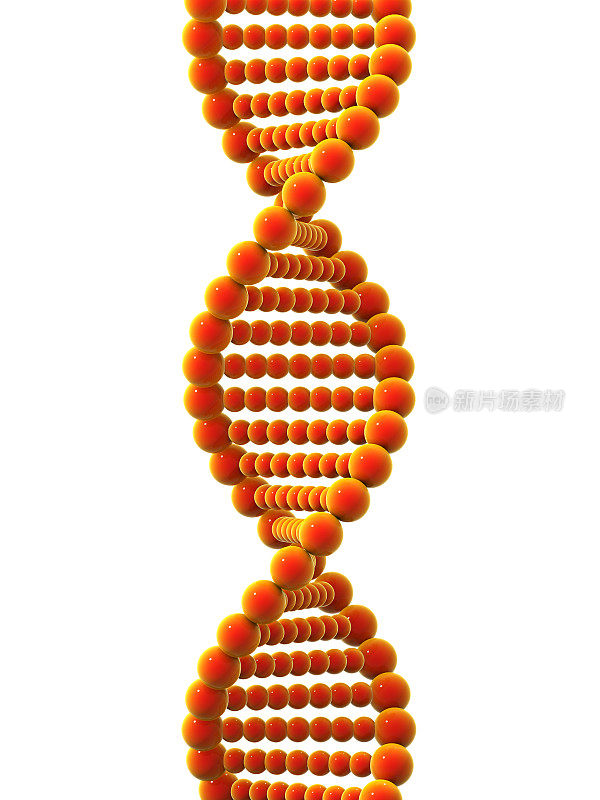 3 d DNA螺旋